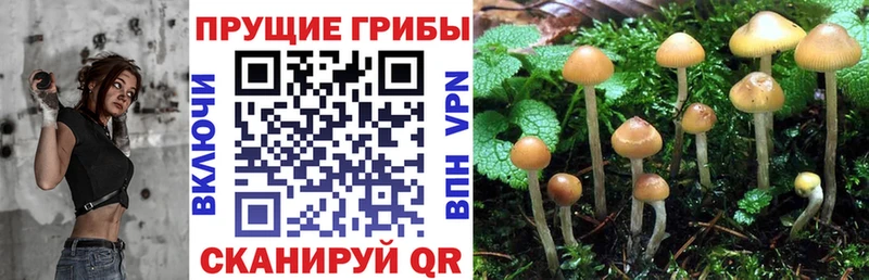 Псилоцибиновые грибы мухоморы  где купить наркоту  Нерюнгри 